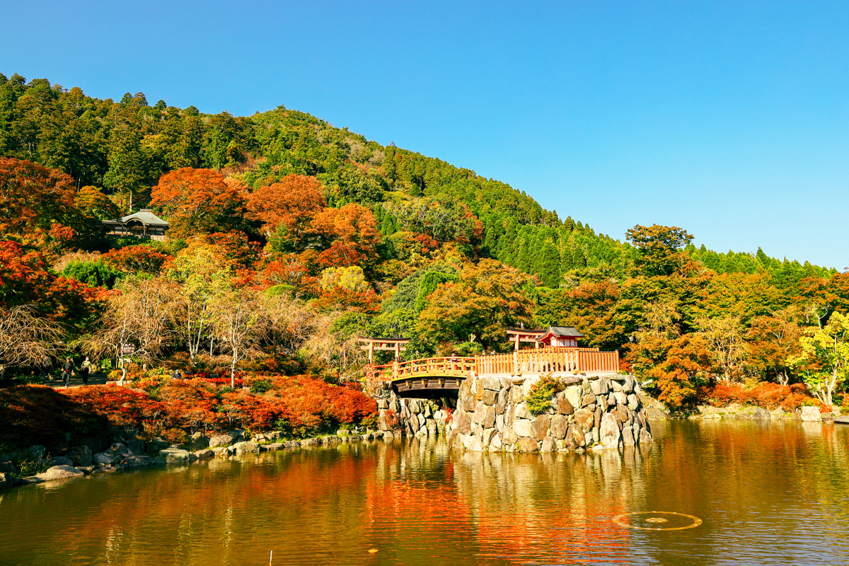 mua-thu-o-noi-co-hang-tram-bup-be-cau-may-daruma-1jpg-1701493281.jpg