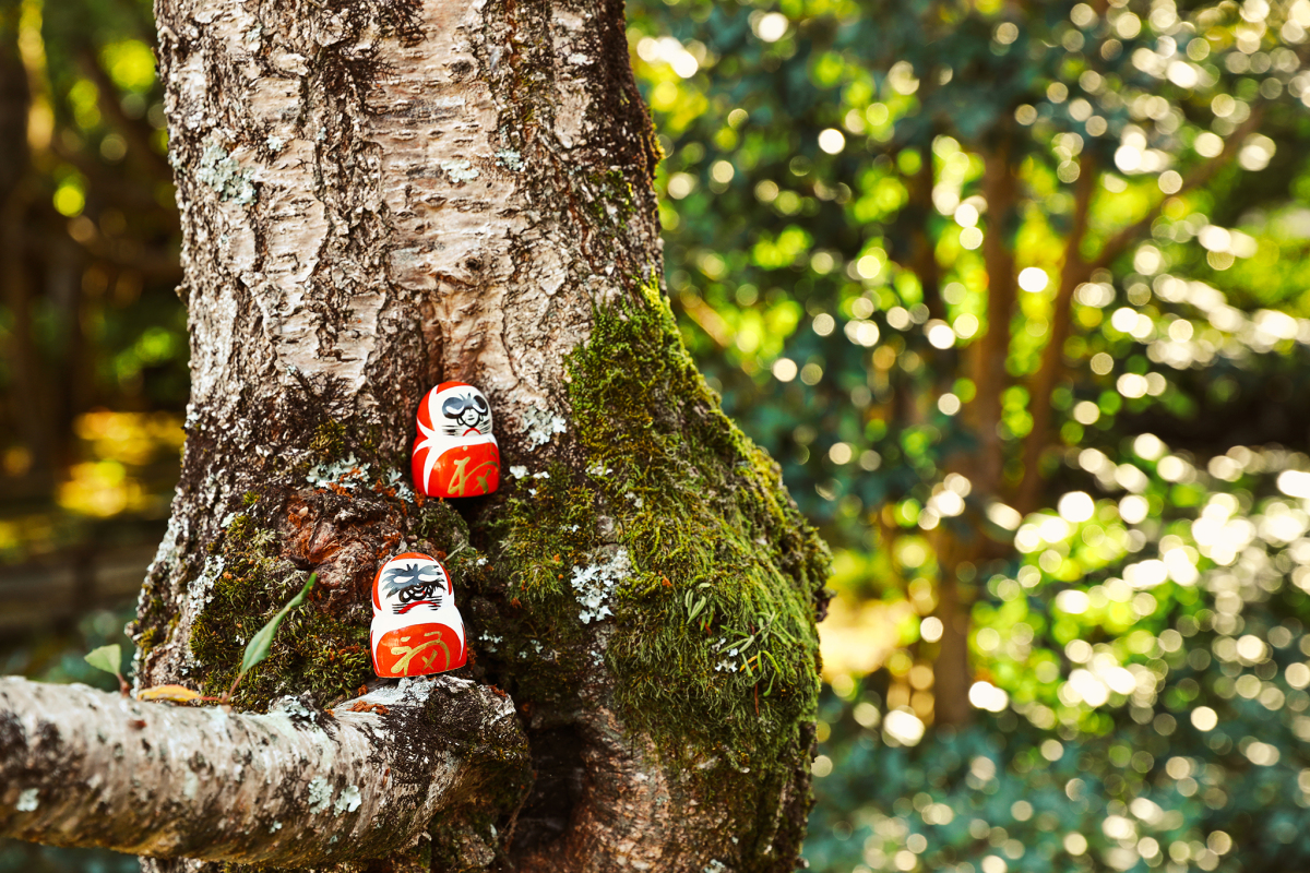 mua-thu-o-noi-co-hang-tram-bup-be-cau-may-daruma-9jpg-1701493437.jpg