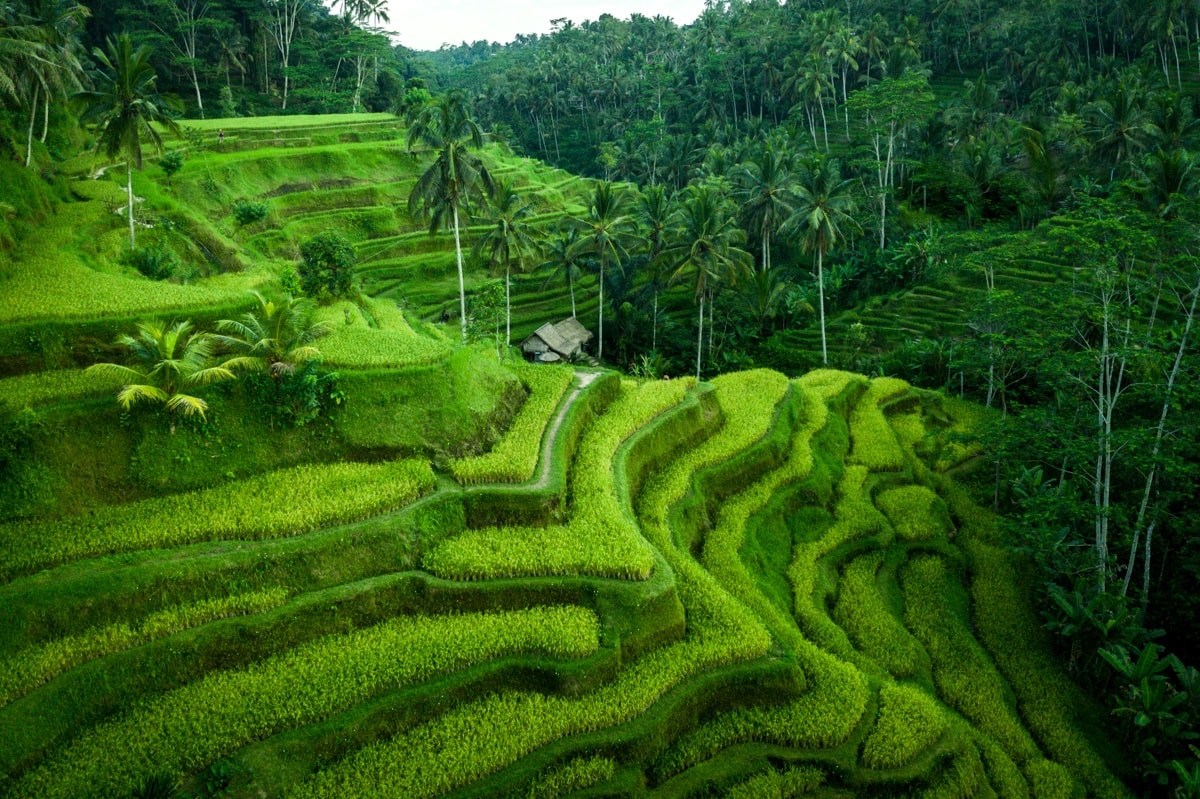 tegalalang-ricejpg-1701489994.jpg